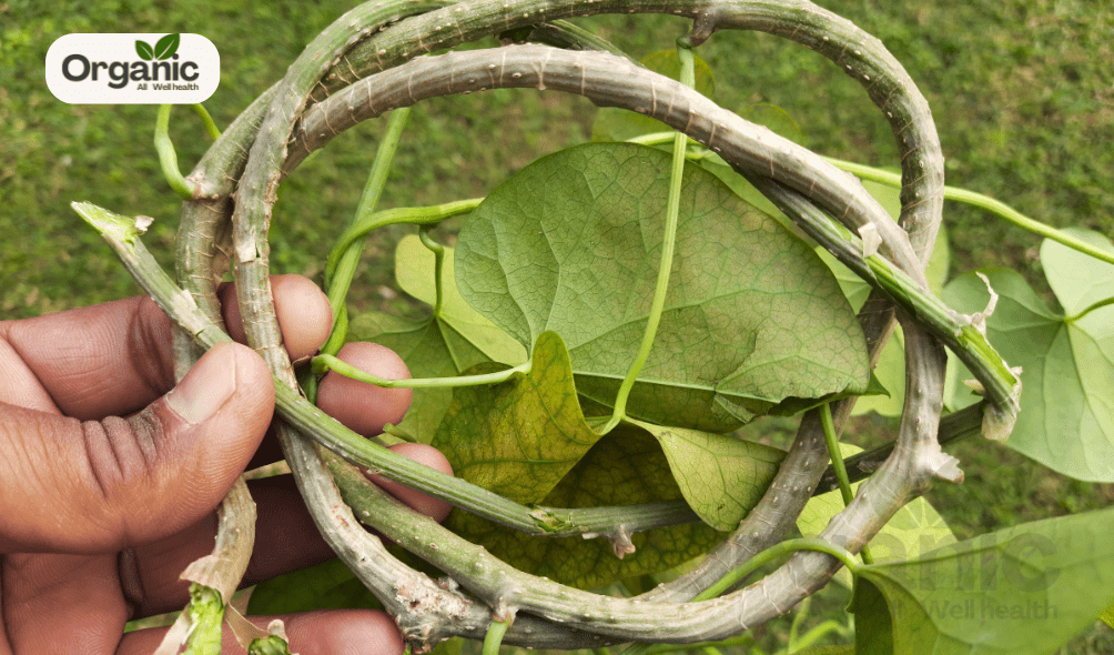Nutritional Value of Giloy