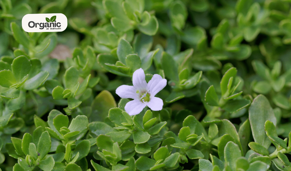 Brahmi All Wellhealthorganic