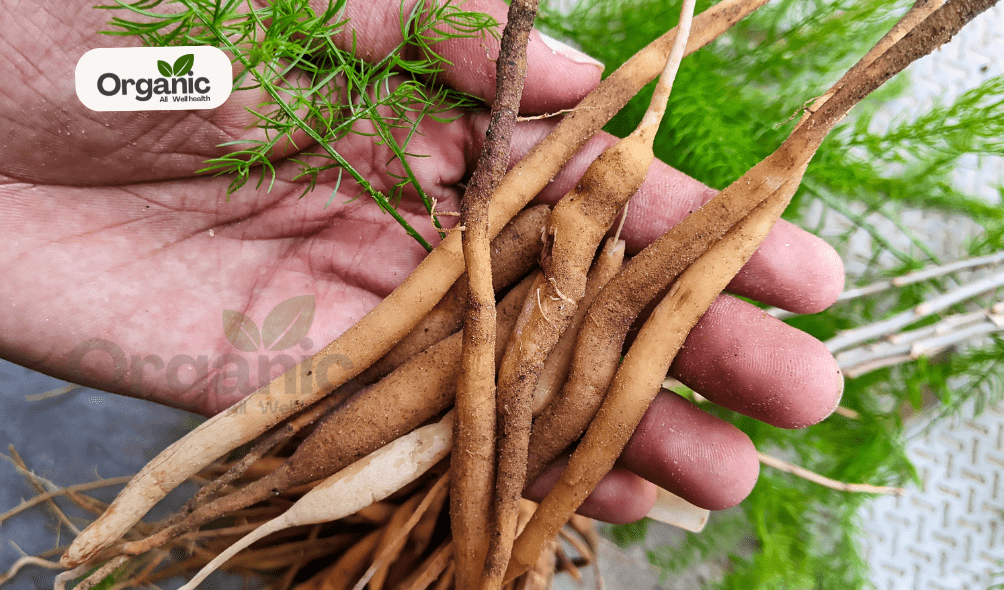 Shatavari All Wellhealthorganic