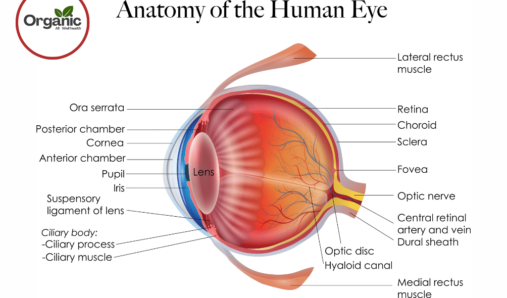 Eye Diseases Allwellhealthorhanic.com wellhealthorganic.com Best Health tips Health Tips (2)