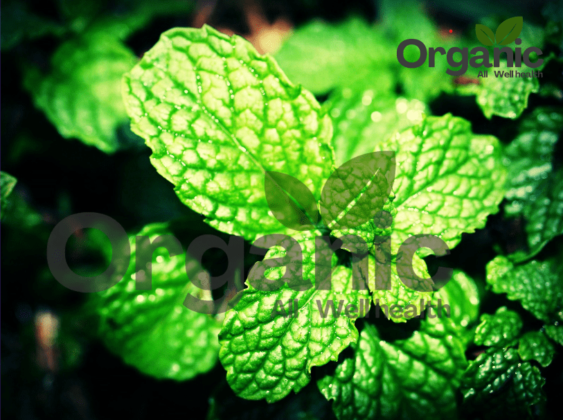 Transform Your Health with Essential WellHealthOrganic Home Remedies Peppermint