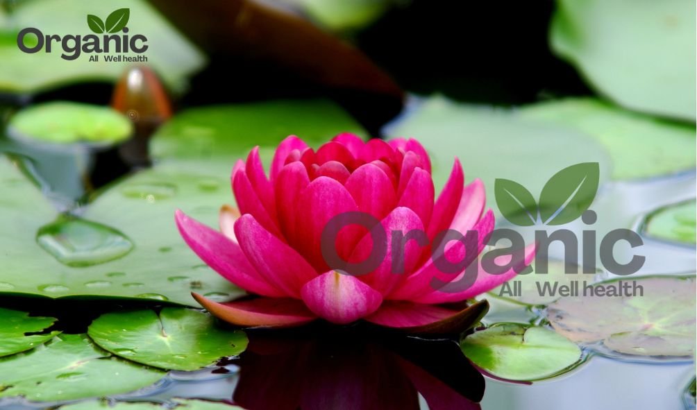 Wellhealth Ayurvedic Health Tips for a Balanced Life importance of: The Lotus Symbol 