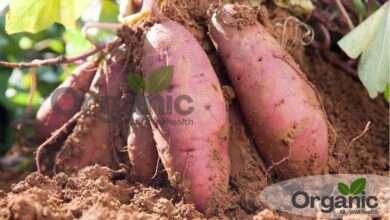 Benefits of Eating Sweet Potatoes