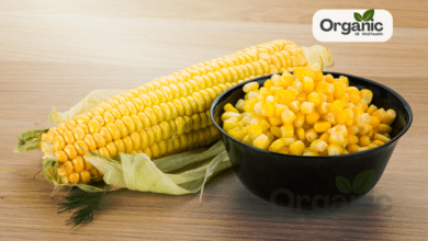 मक्का (Maize) के स्वास्थ्य और सुंदरता के 18 लाभ