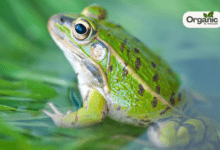 What Helps Frogs to Breathe Underwater