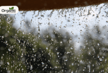 Monsoon Skin Issues Well health Organic