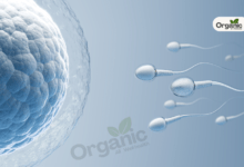 क्या आयुर्वेद की मदद से Fertility बढ़ सकती है? जानिए Female Egg क्वालिटी बढ़ाने के उपाय