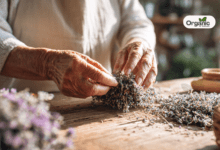 Healing Herbs Benefits From Ashwagandha To Ginger Know How They Help You Allwellhealthorganic