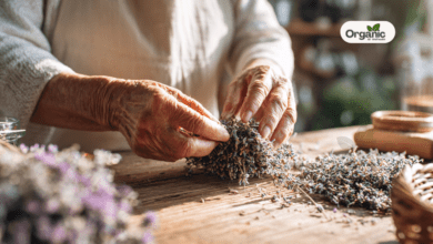 Healing Herbs Benefits From Ashwagandha To Ginger Know How They Help You Allwellhealthorganic
