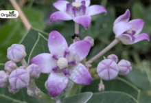 Aak Benefits and Uses allwellhealthorganic