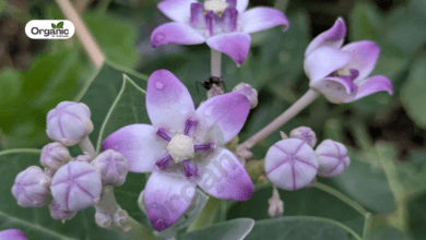 Aak Benefits and Uses allwellhealthorganic