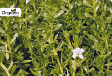 Bacopa Benefits and Uses allwellhealthorganic
