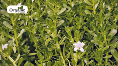 Bacopa Benefits and Uses allwellhealthorganic