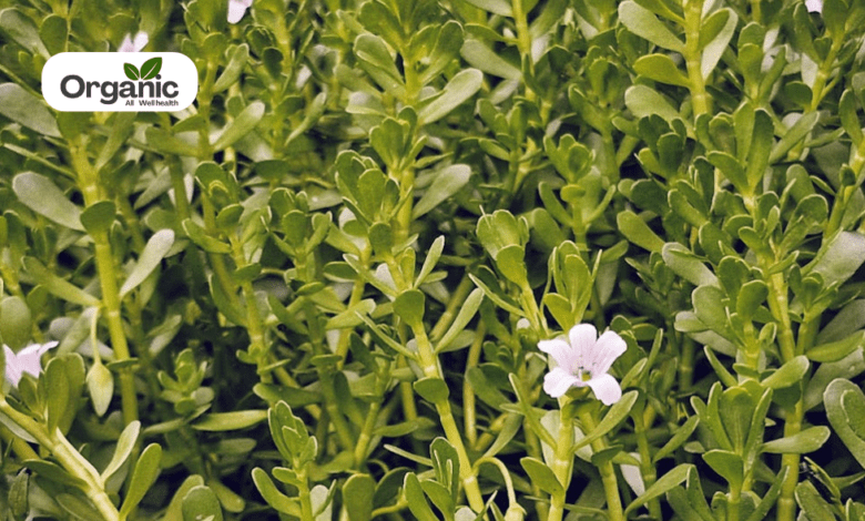 Bacopa Benefits and Uses allwellhealthorganic