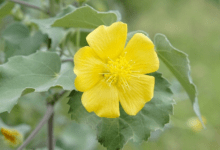 Benefits and Uses of Atibala allwellhealthorganic