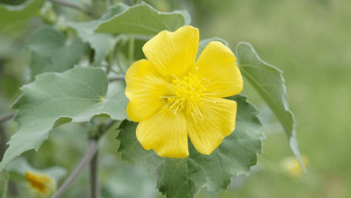 Benefits and Uses of Atibala allwellhealthorganic
