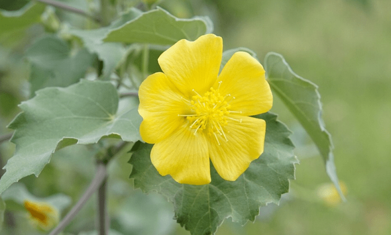 Benefits and Uses of Atibala allwellhealthorganic