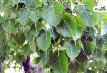 Benefits of Peepal Leaves and medical benefits