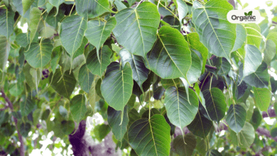 Benefits of Peepal Leaves and medical benefits