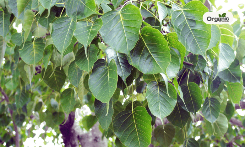Benefits of Peepal Leaves and medical benefits