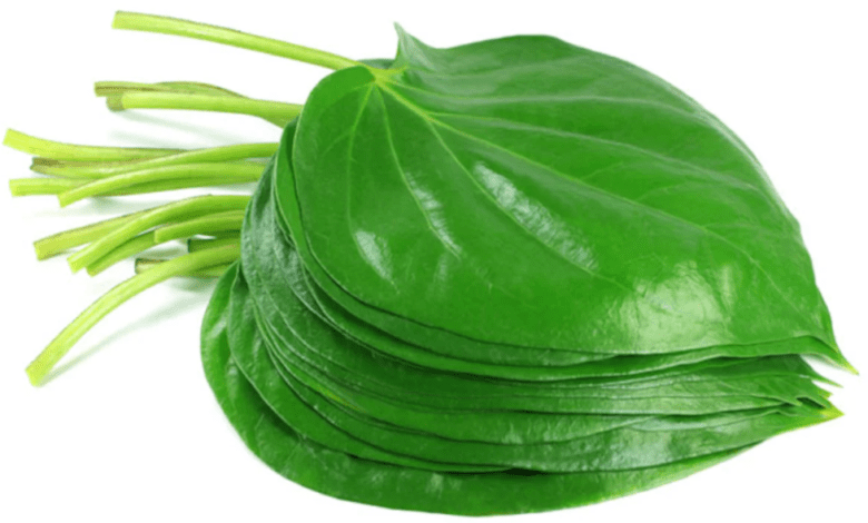 Betel Leaf Benefits and Uses | पान के पत्ते के फायदे और उपयोग