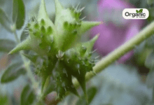 Bindii स्वास्थ्य लाभ, उपयोग और साइड इफेक्ट्स Allwellhealthorganic