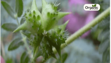 Bindii स्वास्थ्य लाभ, उपयोग और साइड इफेक्ट्स Allwellhealthorganic