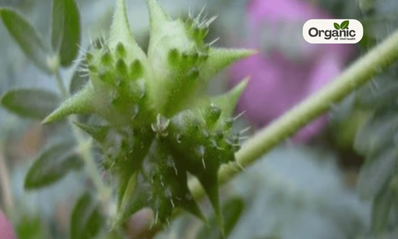 Bindii स्वास्थ्य लाभ, उपयोग और साइड इफेक्ट्स Allwellhealthorganic
