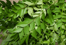 Curry Leaves Benefits and Uses allwellhealthorganic