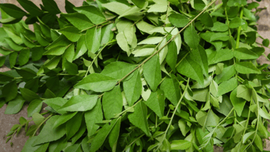 Curry Leaves Benefits and Uses allwellhealthorganic