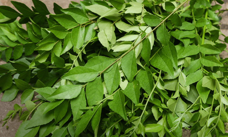 Curry Leaves Benefits and Uses allwellhealthorganic