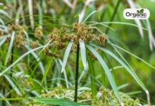 Cypriol जानिए नागर्मोथा के स्वास्थ्य लाभ, उपयोग और सावधानियाँ Allwellhealthorganic