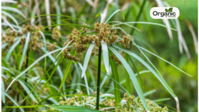 Cypriol जानिए नागर्मोथा के स्वास्थ्य लाभ, उपयोग और सावधानियाँ Allwellhealthorganic