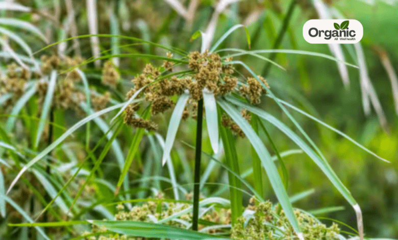 Cypriol जानिए नागर्मोथा के स्वास्थ्य लाभ, उपयोग और सावधानियाँ Allwellhealthorganic