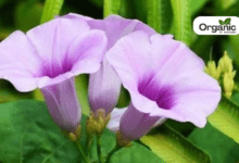 Elephant creeper Benefits and Uses allwellhealthorganic