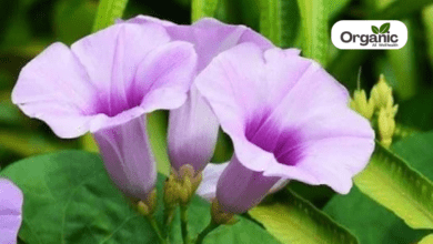 Elephant creeper Benefits and Uses allwellhealthorganic