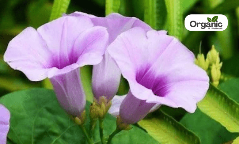 Elephant creeper Benefits and Uses allwellhealthorganic