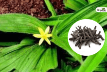 Kali Musli Benefits and Uses Allwellhealthorganic