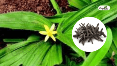 Kali Musli Benefits and Uses Allwellhealthorganic