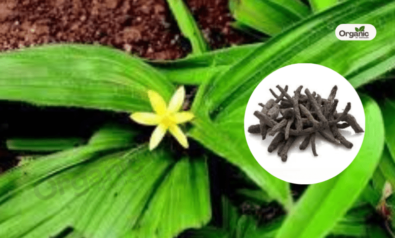 Kali Musli Benefits and Uses Allwellhealthorganic