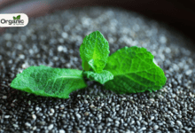 Medicinal Uses Of Chia Leaves Allwellhealthorganic