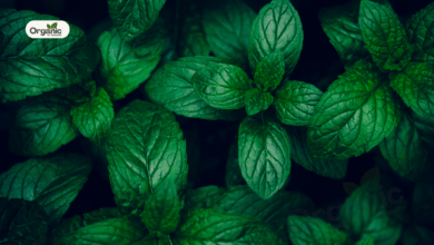 Mint Leaves Benefits Allwellhealthorganic