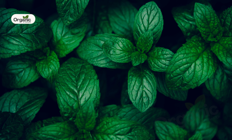 Mint Leaves Benefits Allwellhealthorganic