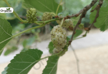 Mulberry tree Benefits and Uses allwellhealthorganic
