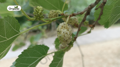 Mulberry tree Benefits and Uses allwellhealthorganic