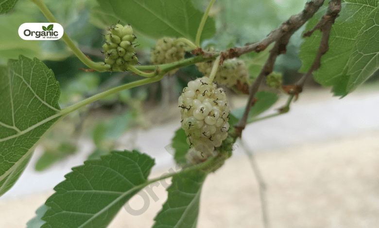 Mulberry tree Benefits and Uses allwellhealthorganic