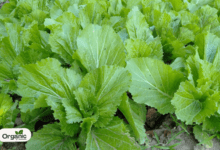 Mustard Greens Nutrition Facts and Health Benefits Allwellhealthorganic