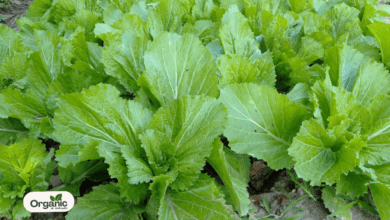 Mustard Greens Nutrition Facts and Health Benefits Allwellhealthorganic