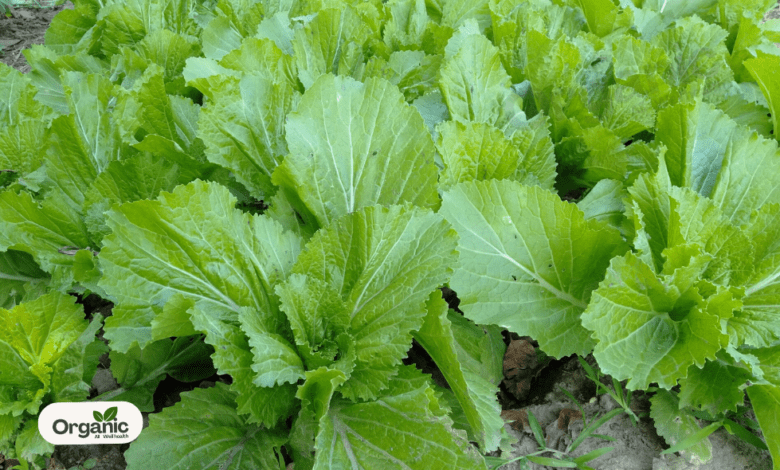 Mustard Greens Nutrition Facts and Health Benefits Allwellhealthorganic