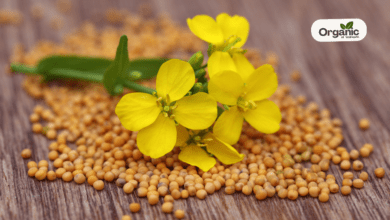 Mustard Leaves Medicinal Benefits Allwellhealthorganic